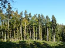 Obwieszczenie - zakup lasów oraz gruntów przeznaczonych do zalesienia